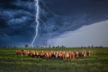 Herd Of Cows Bracing Together In A Field For The  Lightning Tornado Thunder Storm