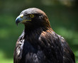 aguila real