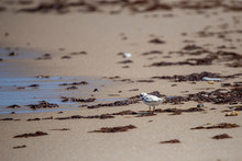 Piping Plover Observing The Incoming Tide
