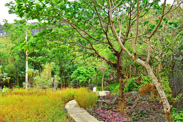 Growing trees and green plants nature