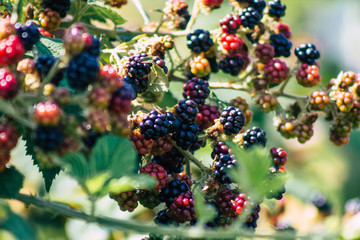 Closeup of wild blackberries growing in the French countryside in summer