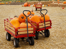 Two Wagons Full Of Pumpkins
