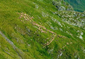 Wall Mural - a flock of sheep on a mountain pasture