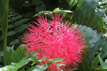 Beautiful red exotic Scadoxus Multiflorus flower in Florida zoological garden, closeup