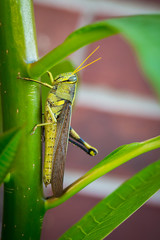 Obscure bird grasshopper with a missing leg sitting on a plant