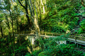 Wall Mural - wooden pathway through the green forest in Taiwan.