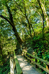 Wall Mural - wooden pathway through the green forest in Taiwan.