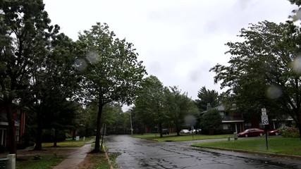 Canvas Print - Trees during storm and heavy rain and strong wind blowing trees