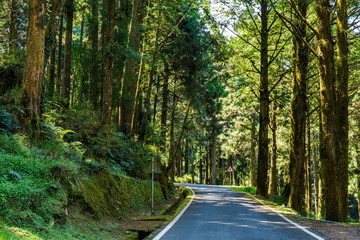 Wall Mural - The road through the green forest at Alishan Forest Recreation Area in Chiayi, Taiwan.