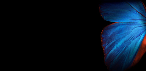 Aufkleber - Wings of a butterfly Morpho texture background. Morpho butterfly. Copy spaces. 
