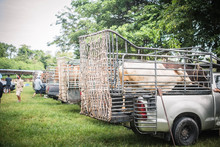 
Cows Are Taken In A Pickup Truck For Sale At The Cattle Market In Khao Mai Kaeo, Chonburi, Thailand