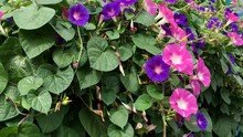 Many Bright Flowers Purple Morning Glory Or Ipomoea Purpurea Grow Among Lush Green Foliage And Sway In Wind On A Sunny Summer Day. Beautiful Nature Background. Close-up.