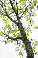 Wall Mural - tree branches with green leaves