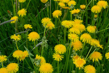 Wall Mural - dandelions in the grass