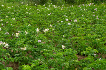 Wall Mural - white flowers in the meadow