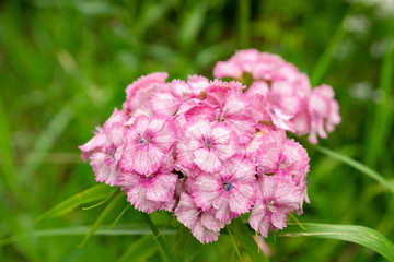 Wall Mural - pink and white flowers