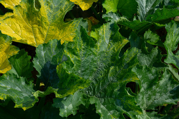 Wall Mural - green leaves background