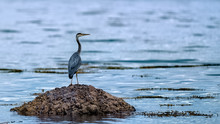 Grey Heron Standing On A Rock In The Ocean