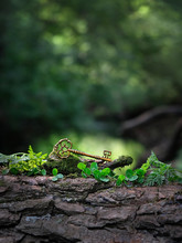 Vintage Key On Summer Forest Background. Magical Beautiful Key, Concept Secret Garden. Mystery Nature Image