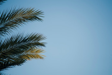 palm trees with blue sky, space for text