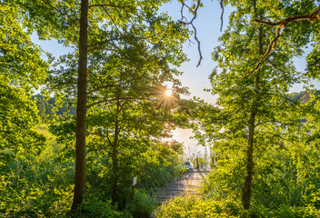 Wall Mural - sun shining through trees