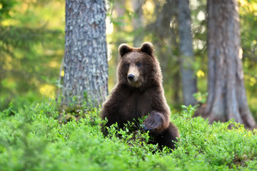Wall Mural - brown bear in the forest at summer