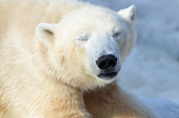 Wall Mural - polar bear cub