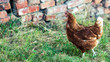 Wiejska kura w ekologicznej i bezstresowej  hodowli w Polsce w Lulkowie, szczęśliwa kura