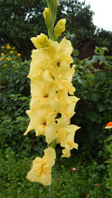 Yellow Gladiolus In The Park
