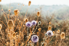 Autumn Landscape, Nature Background. Round Blue Flower Of Thistle And Yellow Carrot Flowers.