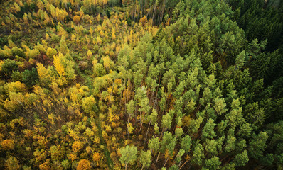 Sticker - Yellow and green autumn forest