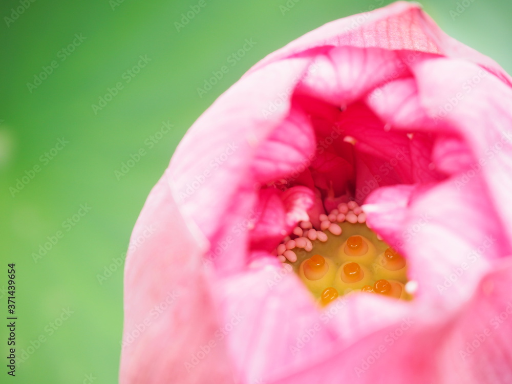Foto de Stock 花びらが開き始めて花托や雌しべが見える蓮の蕾 | Adobe Stock