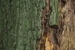 Tekstura drzewa z ułamaną korą