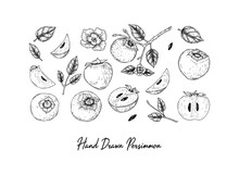 Set Of Hand Drawn Persimmon Design Elements Including Brunch, Fruits, Slices, Leaves And Flower Isolated On White Background. Vector Illustration In Sketch Style