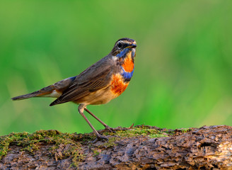 Canvas Print - Blue throat (Luscinia svecica) beautiful brown bird with blue and orange chest feathers perching on dirt rock in the open farm land, fascinated nature