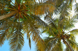 Fototapeta Do akwarium - coconut tree leaves