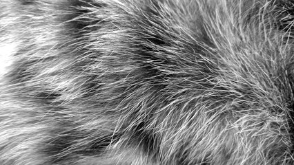 cat fur abstract background, with texture of fur pet focus, fashion element design black cat and dar