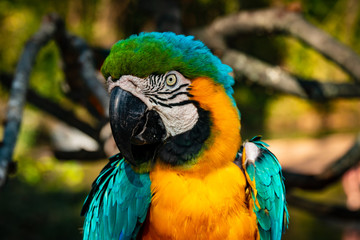 blue and yellow macaw