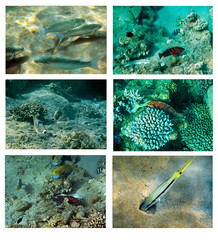 Collage of tropical exotic fishes inhabiting coral reefs at the Red Sea, Middle East