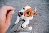 Fototapeta Łazienka - cute small jack russell terrier dog standing on two paws asking for treats to owner. Pets outdoors and lifestyle