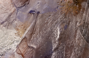  Flowers and leaves in ice ,macro.