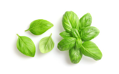 Sticker - Fresh green basil leaves