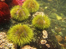 Green Sea Urchin (Lytechinus Semituberculatus) On Foca Island, North Peru