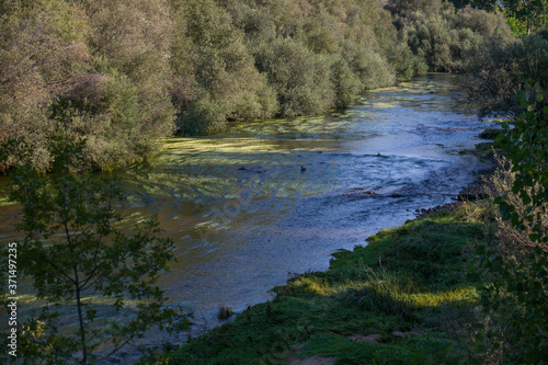 krajobraz rzeka las drzewa liście woda lato natura trawa zieleń