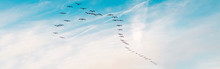 Large Group Flock Of Pelicans Seagulls Birds Flying In Blue Sky On Summer Sunset. Web Banner Header For Website. Toned With Retro Vintage Hipster Filters. Outdoor Nature And Fauna.