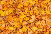 A Lot Of Yellow And Orange Dry Leaves Lying On The Ground