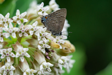 Wall Mural - Banded Hairstreak on Milkweed Flowers