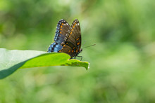 Red Spotted Purple Butterfly In Summer