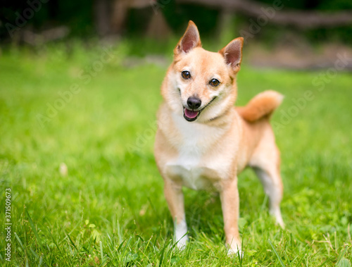 A Shiba Inu X Chihuahua Mixed Breed Dog Listening With A Head Ti Stock Foto Adobe Stock
