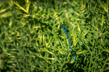Azure Damselfly (Coenagrion Puella) Blue Color Male On Green With Yellow Tops Twigs Of Juniperus Pfitzeriana Golden Saucer Near Garden Pond. Amazing Closeup Of Dragonfly In Natural Environment